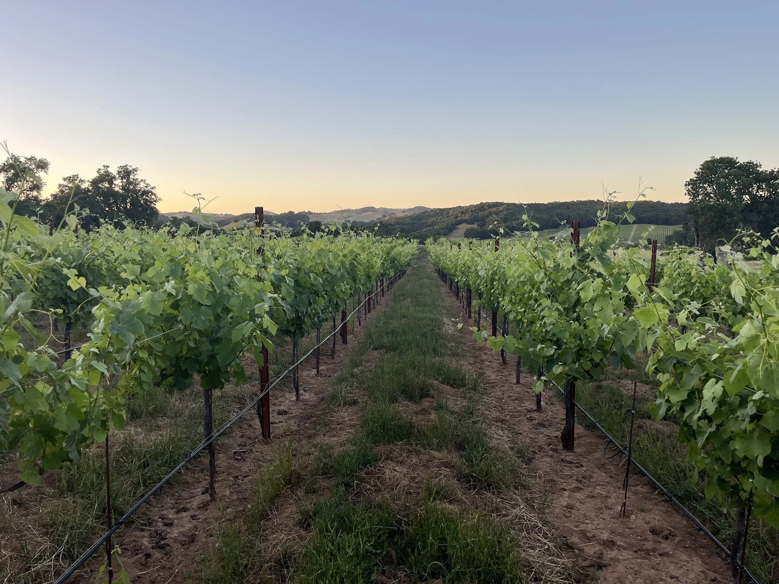 Ledge Vineyard rows at sunset